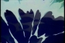 AMON056.jpg